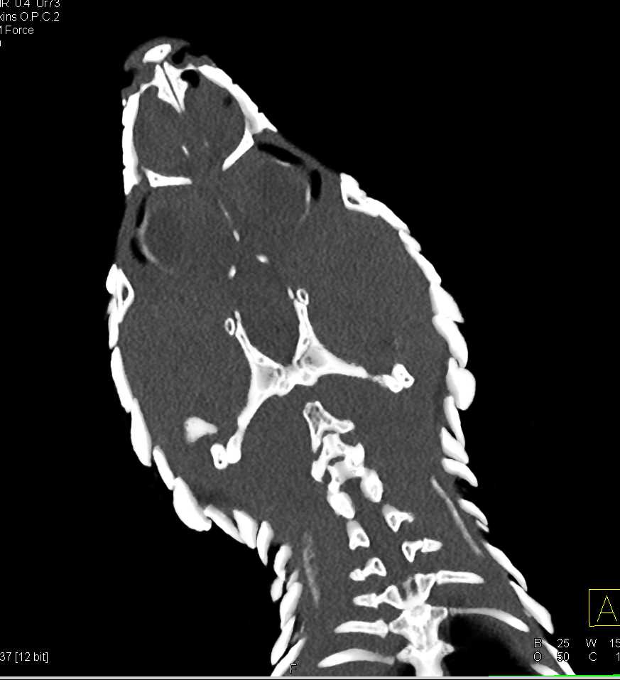 Blue Tongue Skink - CTisus CT Scan