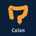 Colon
